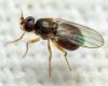 Oscinella pubescens